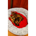 Шикарные абиссинские котята шоу-класса питомник