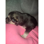 Щенки от Восточноевропейской ,1месяц