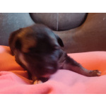 Щенки от Восточноевропейской ,1месяц