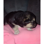 Щенки от Восточноевропейской ,1месяц