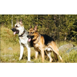 Щенки от Восточноевропейской ,1месяц