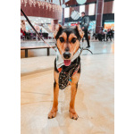 Очаровательная Молли ищет дом!