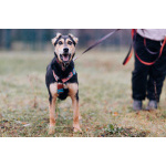 Очаровательная Молли ищет дом!