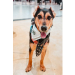 Очаровательная Молли ищет дом!