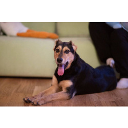 Очаровательная Молли ищет дом!