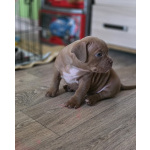 Щенки Американского булли 150тыс