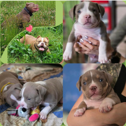 Щенки Американского булли 150тыс