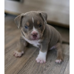 Щенки Американского булли 140тыс