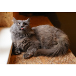 Кот Зефир ищет дом!