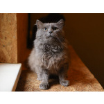 Кот Зефир ищет дом!