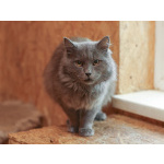 Кот Зефир ищет дом!