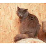 Кот Зефир ищет дом!