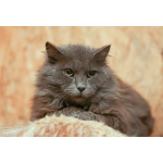 Кот Зефир ищет дом!