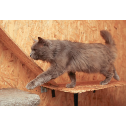 Кот Зефир ищет дом!