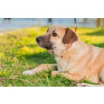 Очень покладистый и спокойный мальчик с доброй душой ищет дом