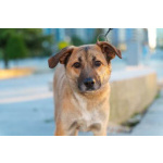 Очень покладистый и спокойный мальчик с доброй душой ищет дом