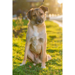 Очень покладистый и спокойный мальчик с доброй душой ищет дом