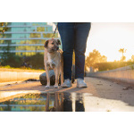 Очень покладистый и спокойный мальчик с доброй душой ищет дом