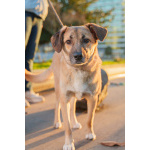 Очень покладистый и спокойный мальчик с доброй душой ищет дом