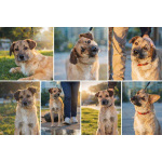 Очень покладистый и спокойный мальчик с доброй душой ищет дом