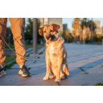 Очень покладистый и спокойный мальчик с доброй душой ищет дом