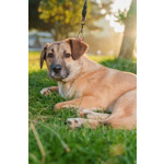 Очень покладистый и спокойный мальчик с доброй душой ищет дом