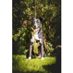 Ромео в поисках дома!