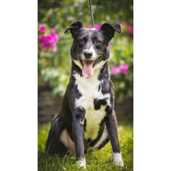 Ромео в поисках дома!