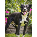 Ромео в поисках дома!