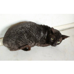 Кошечка Арианна ищет дом!