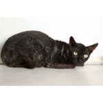 Кошечка Арианна ищет дом!