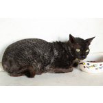 Кошечка Арианна ищет дом!