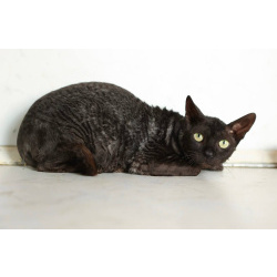 Кошечка Арианна ищет дом!