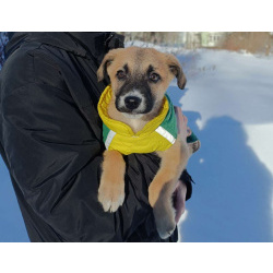 Маленькое счастье Тишка ищет дом!