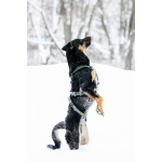 Невероятно ласковый мальчик Деймонд ищет дом!