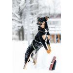 Невероятно ласковый мальчик Деймонд ищет дом!