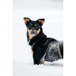 Невероятно ласковый мальчик Деймонд ищет дом!