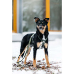 Невероятно ласковый мальчик Деймонд ищет дом!