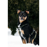 Невероятно ласковый мальчик Деймонд ищет дом!