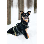 Невероятно ласковый мальчик Деймонд ищет дом!