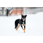 Невероятно ласковый мальчик Деймонд ищет дом!