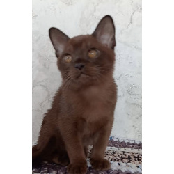 Елена Алексеевна Староселова