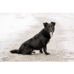 В хорошие руки отдадим симпатягу парня по имени Шнырек!