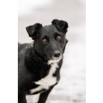 В хорошие руки отдадим симпатягу парня по имени Шнырек!