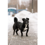 В хорошие руки отдадим симпатягу парня по имени Шнырек!