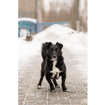 В хорошие руки отдадим симпатягу парня по имени Шнырек!