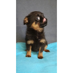 Девочка малый брабансон