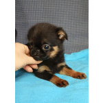 Девочка малый брабансон