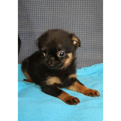 Девочка малый брабансон