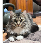 Шикарный пушистый котёнок-подросток Лакки в дар